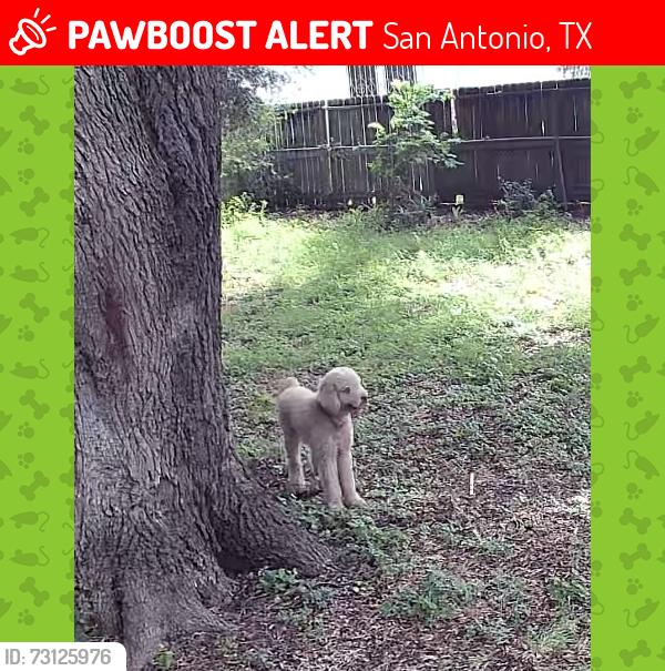 Lost Male Dog last seen Zarzamora and W. Villaret, San Antonio, TX 78224