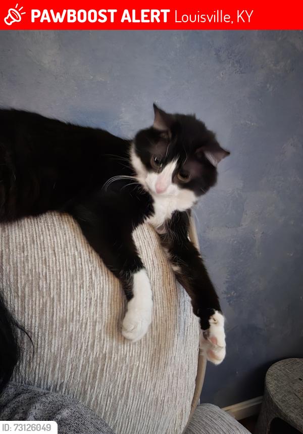 Lost Male Cat last seen Cleveland blvd Louisville, Louisville, KY 40206