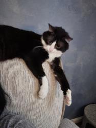 Lost Male Cat last seen Cleveland blvd Louisville, Louisville, KY 40206