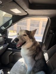 Reunited Female Dog last seen At El Paso High School, El Paso, TX 79902