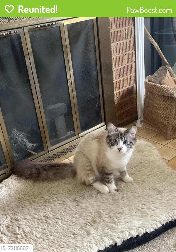 Reunited Female Cat last seen Franklin and w 28th st, Vancouver, WA 98660