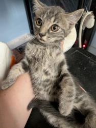 Shelter Stray Female Cat last seen Near Greenvale Drive, Decatur, GA, 30034, 30034, GA, 3280 Chamblee Dunwoody Rd, Chamblee, GA 30341, USA