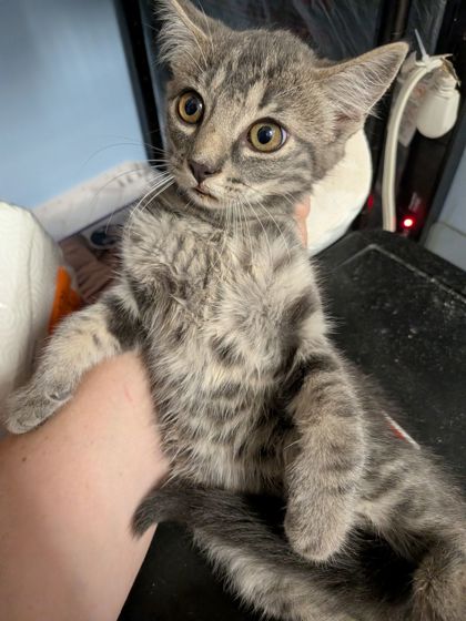 Shelter Stray Female Cat last seen Near Greenvale Drive, Decatur, GA, 30034, 30034, GA, 3280 Chamblee Dunwoody Rd, Chamblee, GA 30341, USA