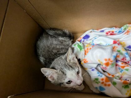 Shelter Stray Male Cat last seen Near Greenvale Drive, Decatur, GA, 30034, 30034, GA, 3280 Chamblee Dunwoody Rd, Chamblee, GA 30341, USA