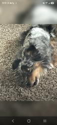 Reunited Male Dog last seen Terrace Depot, Washington Terrace, UT 84405