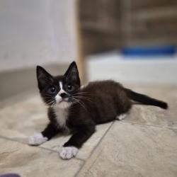 Shelter Stray Male Cat last seen Reese Rd at Gerber Rd, Sacramento County, CA, 6201 Florin Perkins Rd, Sacramento, CA 95828, USA