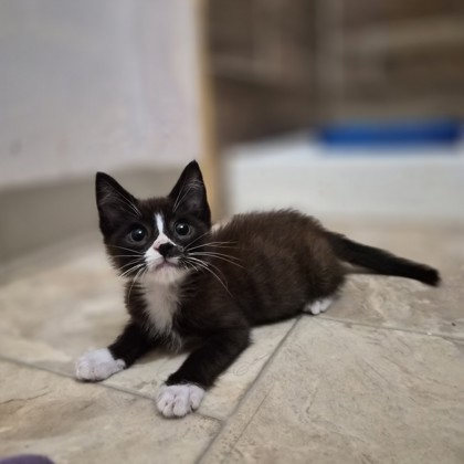 Shelter Stray Male Cat last seen Reese Rd at Gerber Rd, Sacramento County, CA, 6201 Florin Perkins Rd, Sacramento, CA 95828, USA