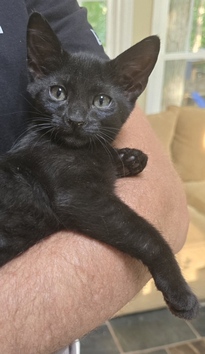 Shelter Stray Male Cat last seen Near Old Hapeville Rd, Atlanta, GA, 1251 Fulton Industrial Blvd NW, Atlanta, GA 30336, USA