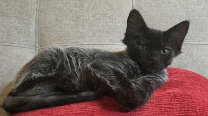 Shelter Stray Male Cat last seen Near Old Hapeville Rd, Atlanta, GA, 1251 Fulton Industrial Blvd NW, Atlanta, GA 30336, USA
