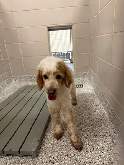 Shelter Stray Female Dog last seen Attica Alley, Gastonia, NC, 1491 Business Park Ct, Gastonia, NC 28052, USA