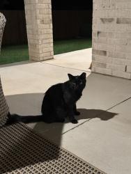 Found/Stray Unknown Cat last seen Kilpatrick and Wilshire, Yukon, OK 73099