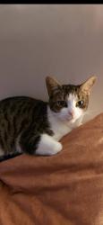 Reunited Male Cat last seen Morley road chaddesden, Chaddesden, England 