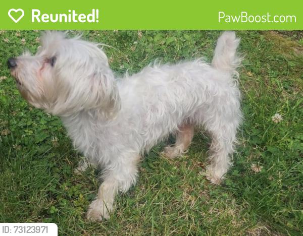 Reunited Male Dog last seen Oak Ave Abbotsford, Abbotsford, BC 