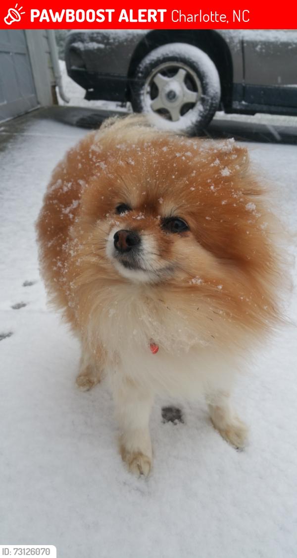 Lost Male Dog last seen Jeffrey Bryan Dr, Charlotte, NC 28213
