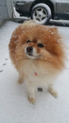 Lost Male Dog last seen Jeffrey Bryan Dr, Charlotte, NC 28213