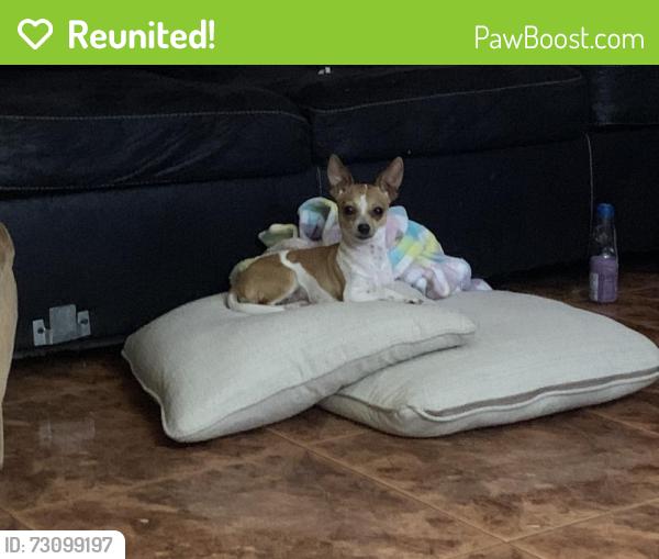 Reunited Female Dog last seen Dogwood dr, New Caney, TX 77357