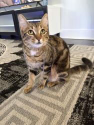 Reunited Female Cat last seen Near Niagara st, Toronto, ON M4J 4P9