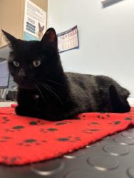 Reunited Male Cat last seen Grover and Woodrow, Austin, TX 78756