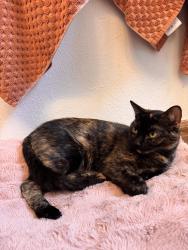 Found/Stray Female Cat last seen Kentucky and Buckley, Aurora, CO 80017