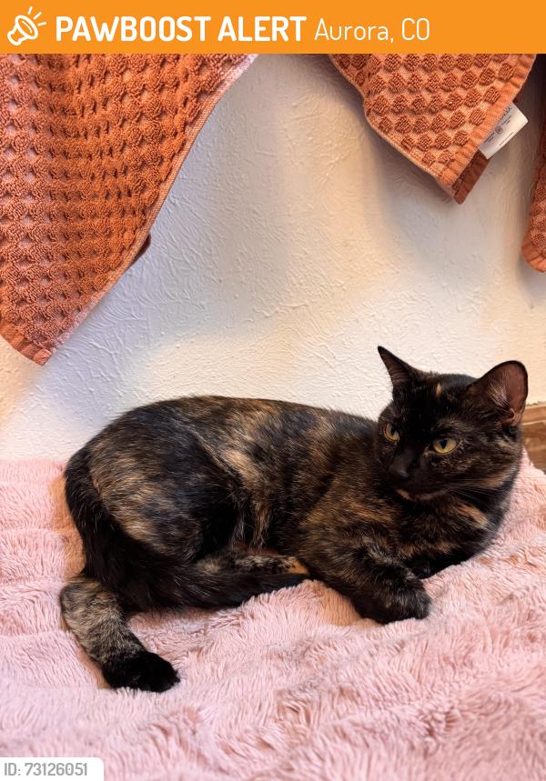 Found/Stray Female Cat last seen Kentucky and Buckley, Aurora, CO 80017