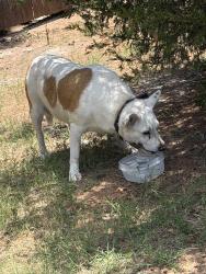 Found/Stray Female Dog last seen Greens apmts, Yukon, OK 73099