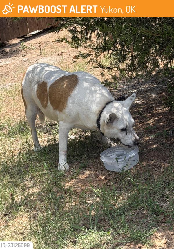 Found/Stray Female Dog last seen Greens apmts, Yukon, OK 73099