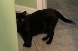 Lost Female Cat last seen Near NE spencer street, Jensen Beach, FL 34957