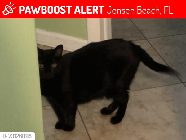 Lost Female Cat last seen Near NE spencer street, Jensen Beach, FL 34957
