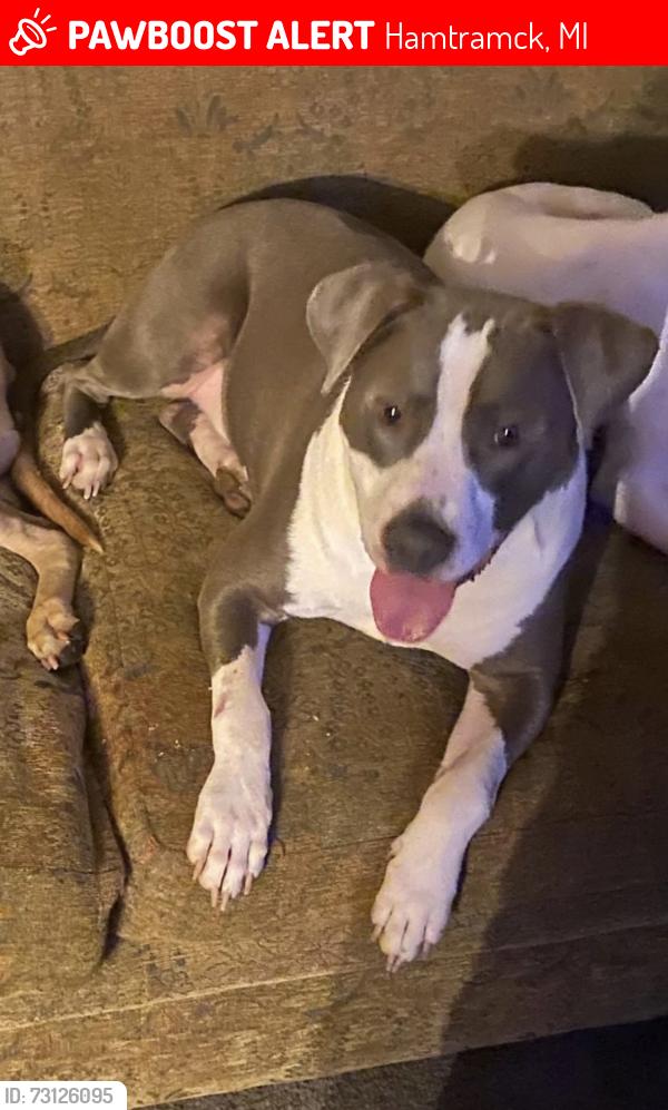 Lost Male Dog last seen Near Sobieski Street, Hamtramck, MI 48212