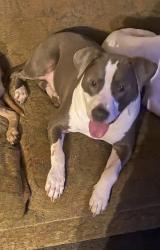 Lost Male Dog last seen Near Sobieski Street, Hamtramck, MI 48212