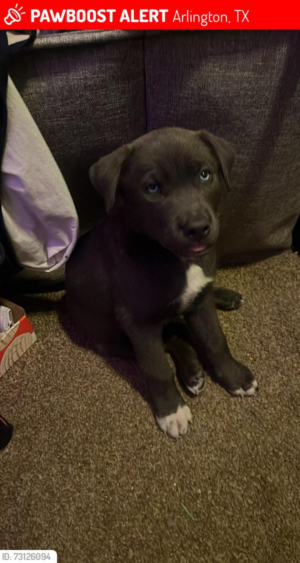 Lost Male Dog last seen Near Rogers St. Arlington Tx, Arlington, TX 76011