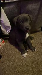 Lost Male Dog last seen Near Rogers St. Arlington Tx, Arlington, TX 76011