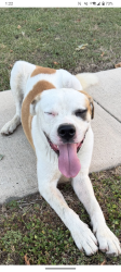 Found/Stray Male Dog last seen Brook grn, San Antonio, TX 78250