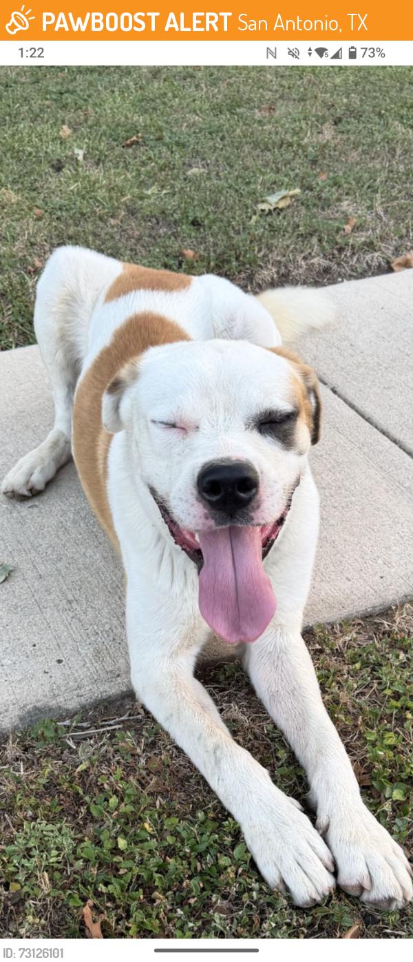 Found/Stray Male Dog last seen Brook grn, San Antonio, TX 78250