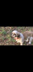 Reunited Female Dog last seen Hobson, Jasper, GA 30143