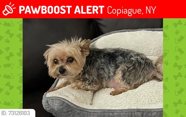 Lost Female Dog last seen Hawkins Ave, Copiague, NY 11726