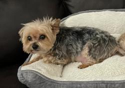 Lost Female Dog last seen Hawkins Ave, Copiague, NY 11726