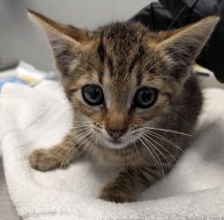 Shelter Stray Male Cat last seen Near Lee Court, San Diego, CA, 92101, 5500 Gaines St, San Diego, CA 92110, USA