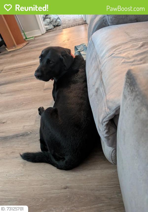 Reunited Female Dog last seen Jennings Rd and Upper Station Camp Creek Rd, Sumner County, TN 37066