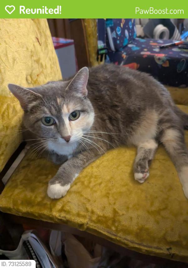 Reunited Female Cat last seen Ridge and Douglas St, Cheyenne, WY 82009