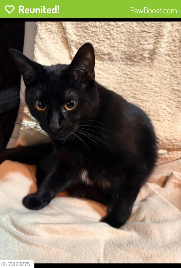Reunited Male Cat last seen Williams parkway, Rutherford, Brampton, ON 