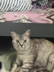 Reunited Female Cat last seen Near felicity dr m1h1e3, Toronto, ON M1H 1E3