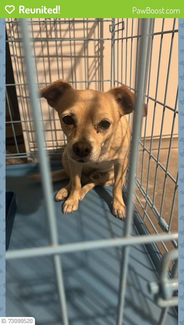 Reunited Male Dog last seen Peach, Hesperia, CA 92345