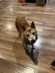 Found/Stray Male Dog last seen Prescott St, El Cajon Ca, El Cajon, CA 92020