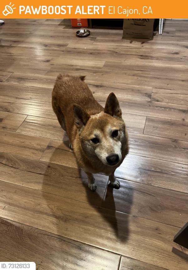 Found/Stray Male Dog last seen Prescott St, El Cajon Ca, El Cajon, CA 92020