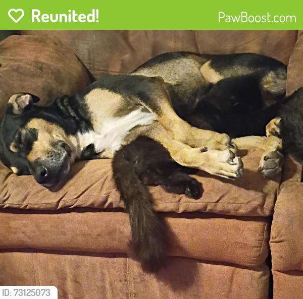 Reunited Male Dog last seen Near E Plum Ct, Cleburne, TX 76031, USA, Cleburne, TX 76031