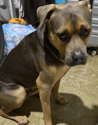 Reunited Male Dog last seen Near SW 192nd Ave, hmstd, FL 33030, USA, Homestead, FL 33030