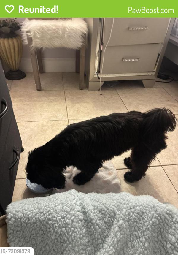 Reunited Male Dog last seen NW 135th Street Miami FL, Opa-locka, FL 33054