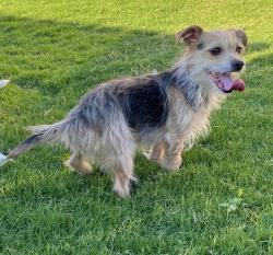 Reunited Female Dog last seen George Mahon Park, Lubbock, TX 79407