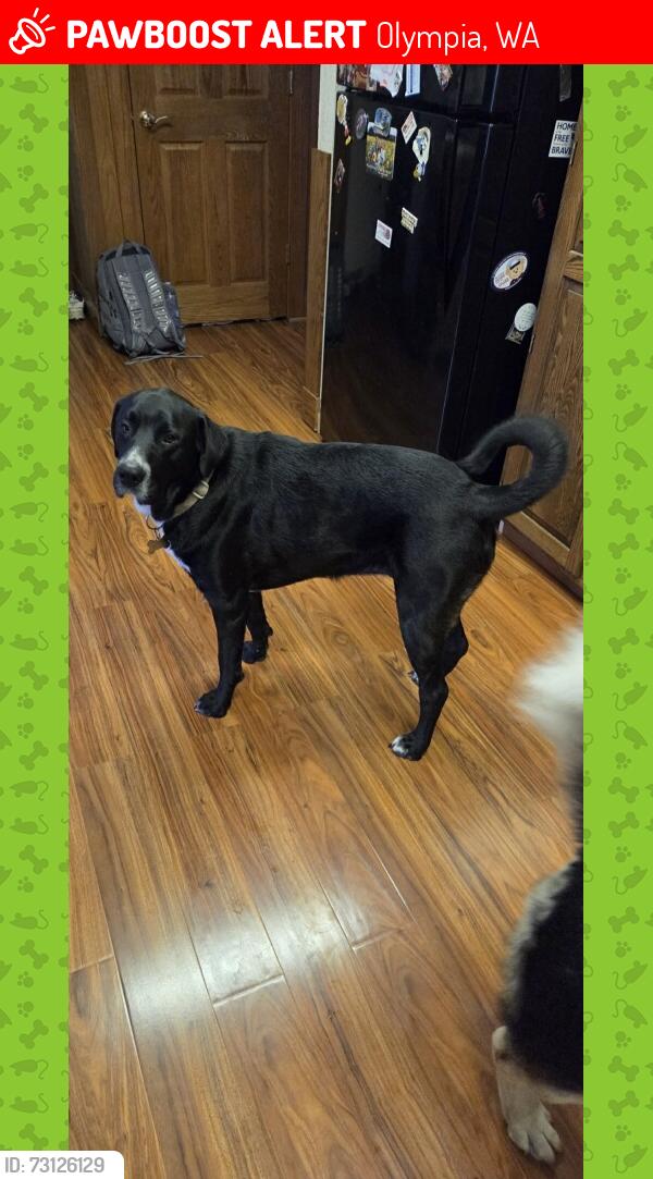 Lost Female Dog last seen Kennedy Creek, Olympia, WA 98502